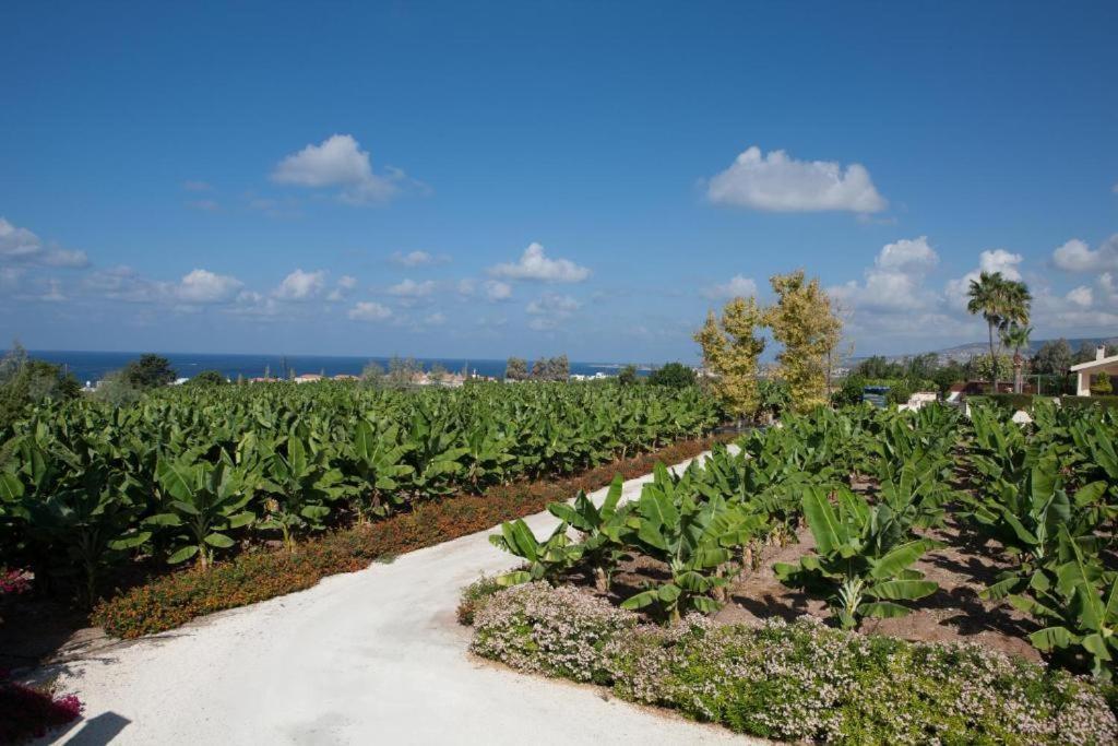 Banana Sunset Villas Paphos Exteriör bild